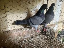 Pigeons - Photo 2