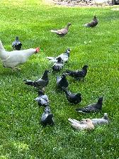 Pigeons - Photo 5