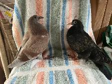 Pigeons - Photo 9