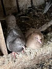 Pigeons - Photo 10