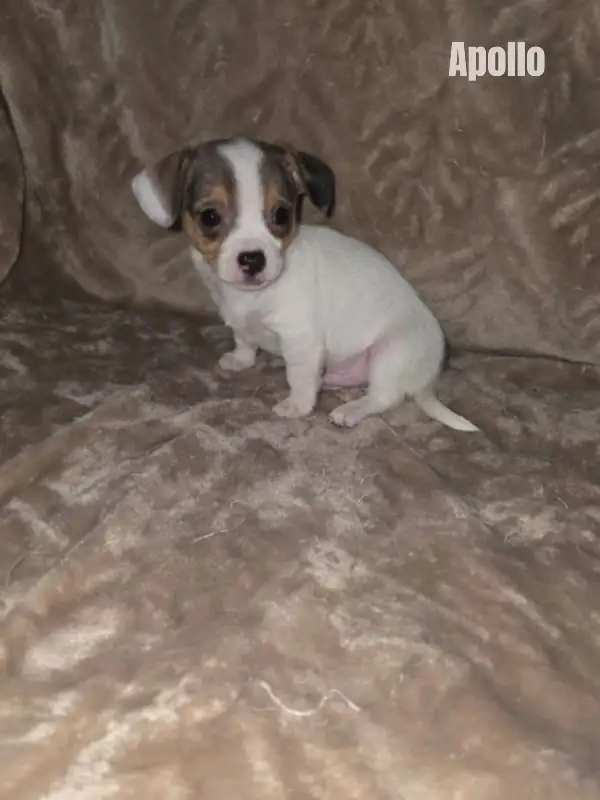 Chiweenie Puppies For Sale