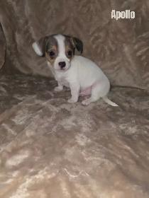 Chiweenie Puppies For Sale