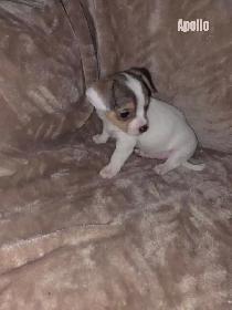 Chiweenie Puppies For Sale - Photo 2