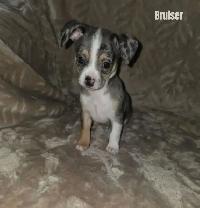 Chiweenie Puppies For Sale - Photo 3