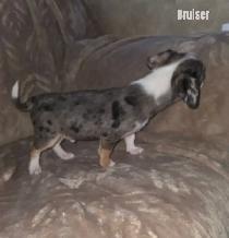Chiweenie Puppies For Sale - Photo 4
