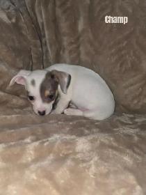 Chiweenie Puppies For Sale - Photo 5