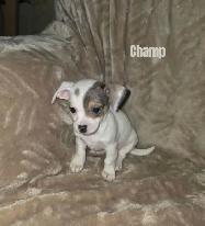 Chiweenie Puppies For Sale - Photo 6