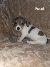 Chiweenie Puppies For Sale - Photo 7