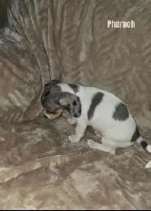 Chiweenie Puppies For Sale - Photo 8