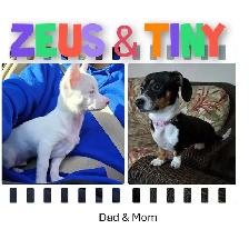 Chiweenie Puppies For Sale - Photo 9