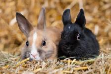 lapin à donner peut venir avec une cage