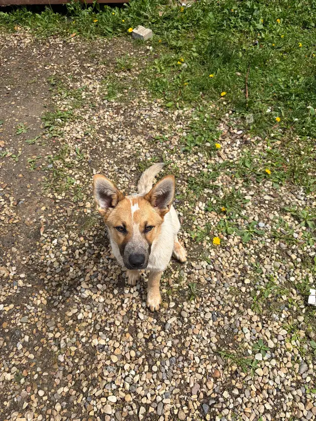 red heeler puppy
