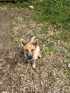 red heeler puppy
