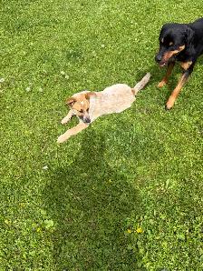 red heeler puppy - Photo 2