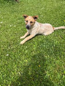 red heeler puppy - Photo 3