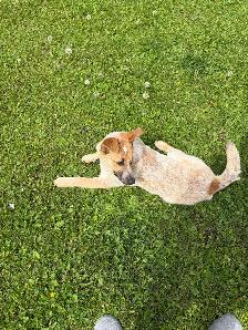 red heeler puppy - Photo 4