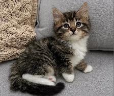 Chaton Sibérien hypoallergene - Photo 2