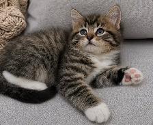 Chaton Sibérien hypoallergene - Photo 4
