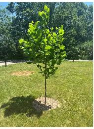 looking for gardening jobs - Photo 2
