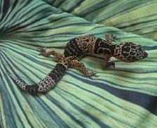 Plusieurs Geckos Léopards à Vendre
