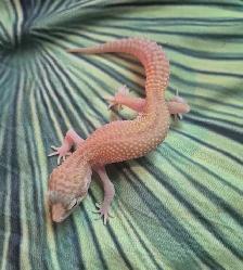 Plusieurs Geckos Léopards à Vendre - Photo 3