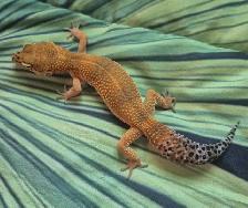Plusieurs Geckos Léopards à Vendre - Photo 4