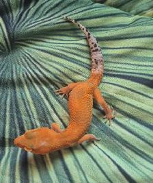 Plusieurs Geckos Léopards à Vendre - Photo 5