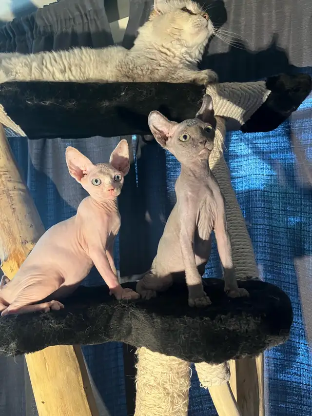chaton SPHYNX standard elf et bambino