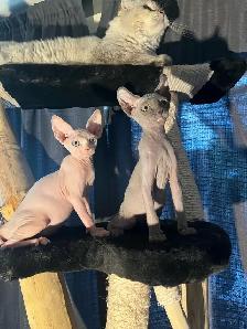 chaton SPHYNX standard elf et bambino