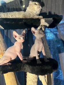 chaton SPHYNX standard elf et bambino - Photo 2