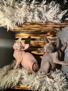 chaton SPHYNX standard elf et bambino - Photo 3