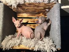 chaton SPHYNX standard elf et bambino - Photo 4