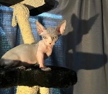 chaton SPHYNX standard elf et bambino - Photo 5