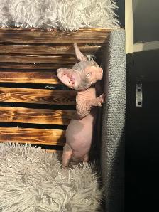 chaton SPHYNX standard elf et bambino - Photo 6