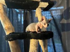 chaton SPHYNX standard elf et bambino - Photo 7