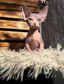 chaton SPHYNX standard elf et bambino - Photo 8
