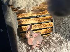 chaton SPHYNX standard elf et bambino - Photo 9