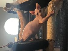 chaton SPHYNX standard elf et bambino - Photo 10