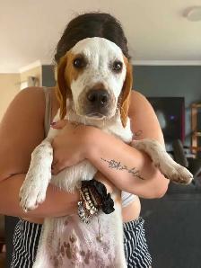 chien mâle 5mois a donner