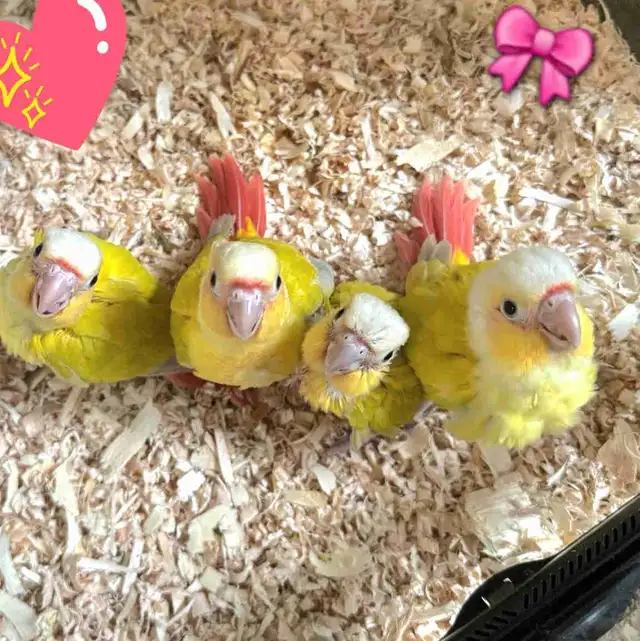 SALE Gorgeous Hand-Fed Baby Suncheek Conure – Only 1 Left!