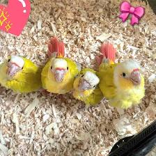 SALE Gorgeous Hand-Fed Baby Suncheek Conure – Only 1 Left!