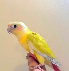 SALE Gorgeous Hand-Fed Baby Suncheek Conure – Only 1 Left! - Photo 2