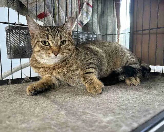 Tabby Kittens