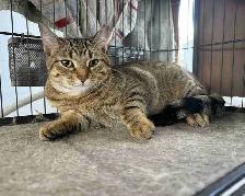 Tabby Kittens