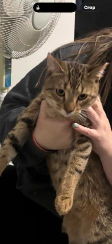 Tabby Kittens - Photo 2