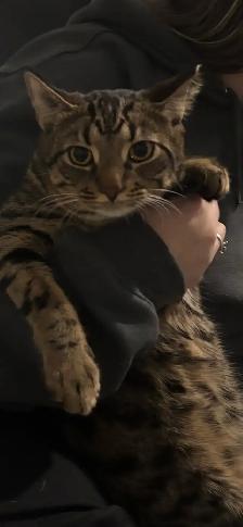 Tabby Kittens - Photo 3