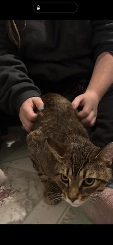 Tabby Kittens - Photo 4