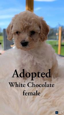Beautiful Cavapoo Puppies! 3 pups left! - Photo 4