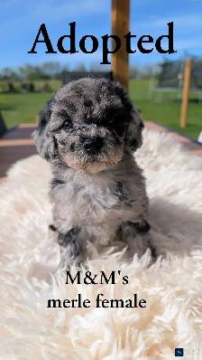 Beautiful Cavapoo Puppies! 3 pups left! - Photo 5