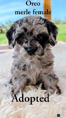 Beautiful Cavapoo Puppies! 3 pups left! - Photo 6
